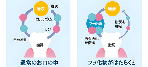 フッ素のはたらき(イメージ図)
